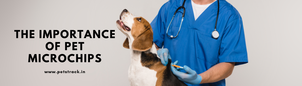 the-importance-of-pet-microchips