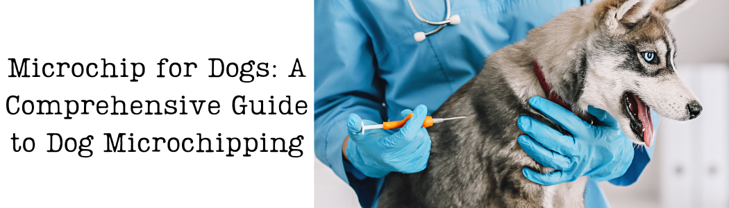 microchip-for-dogs-a-comprehensive-guide-to-dog-microchipping