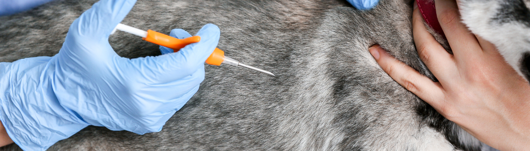 how-do-they-microchip-a-doga-guide-to-microchip-placement