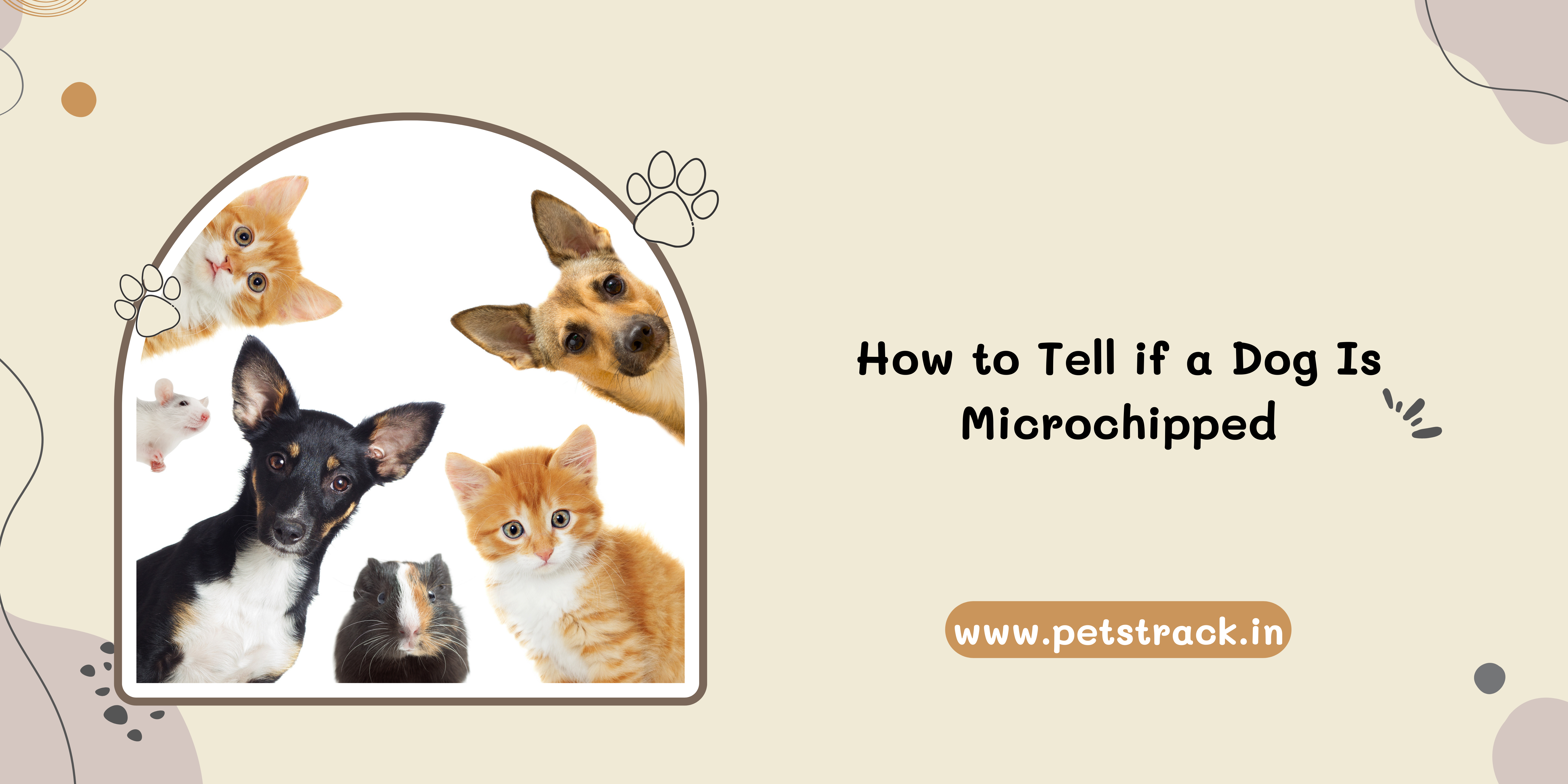 how-to-tell-if-a-dog-is-microchipped-a-guide-for-responsible-pet-owners