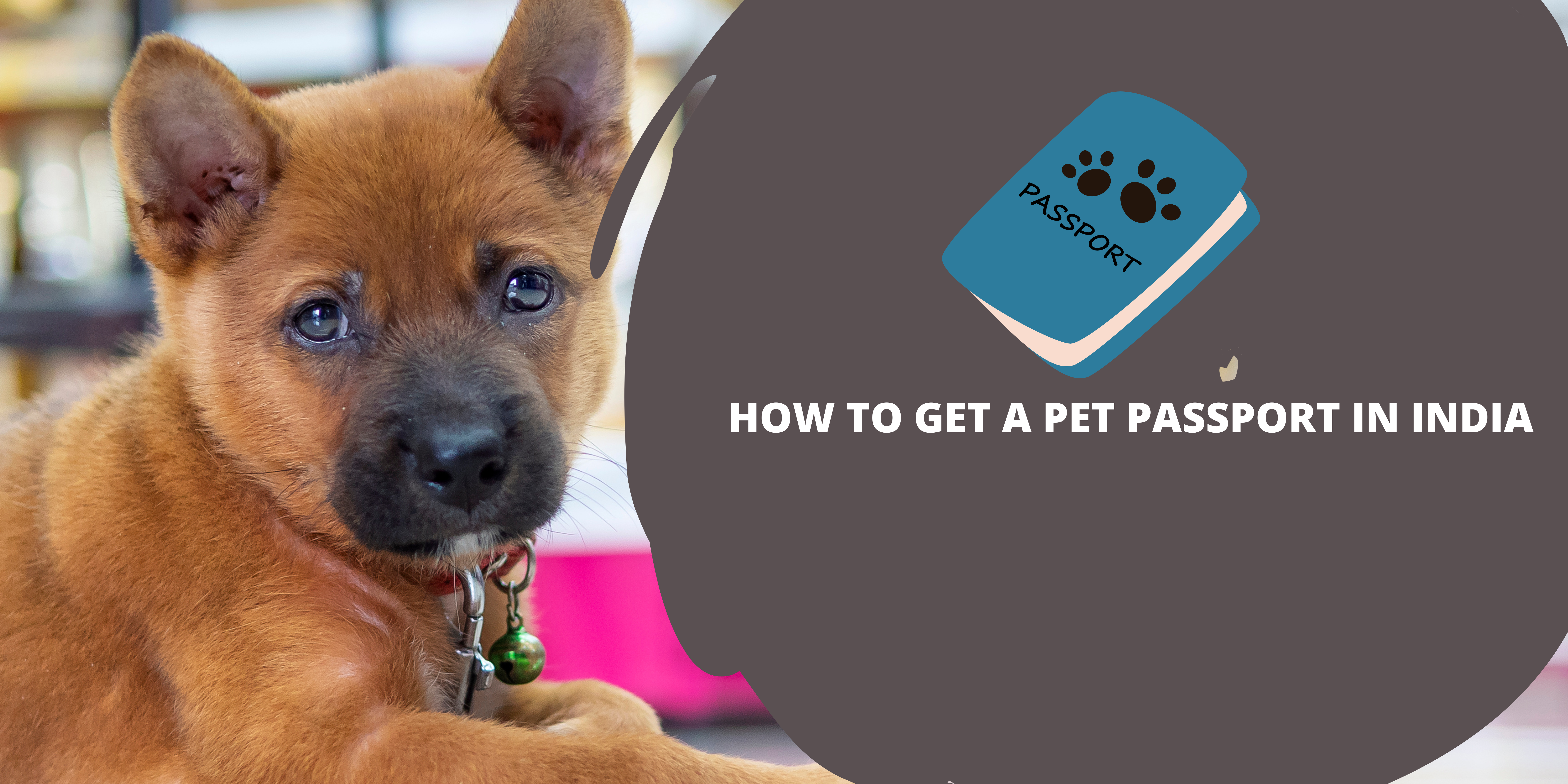 how-to-get-a-pet-passport-in-india